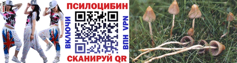 купить наркотики сайты  Красногорск  Галлюциногенные грибы Psilocybe 