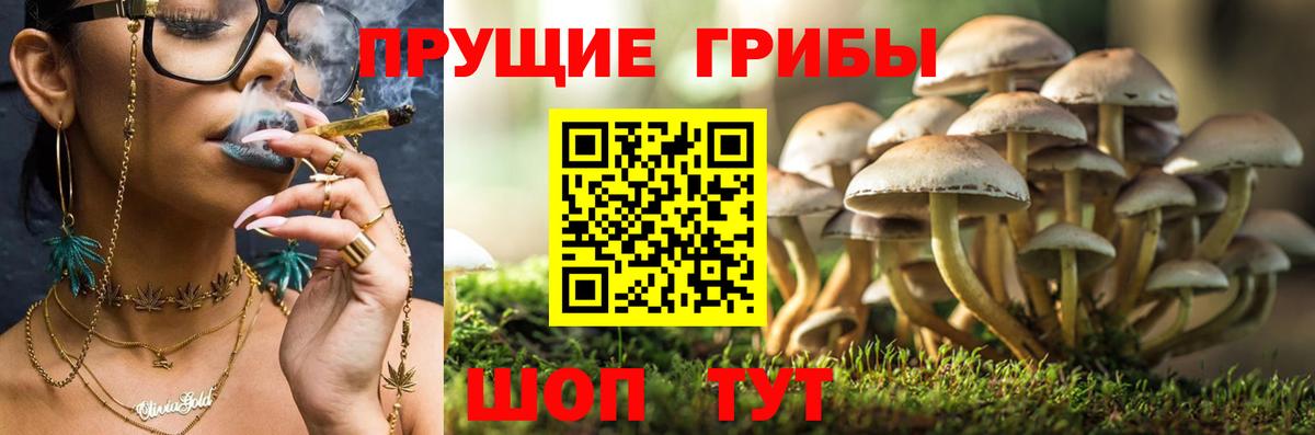 Псилоцибиновые грибы Psilocybine cubensis Красногорск